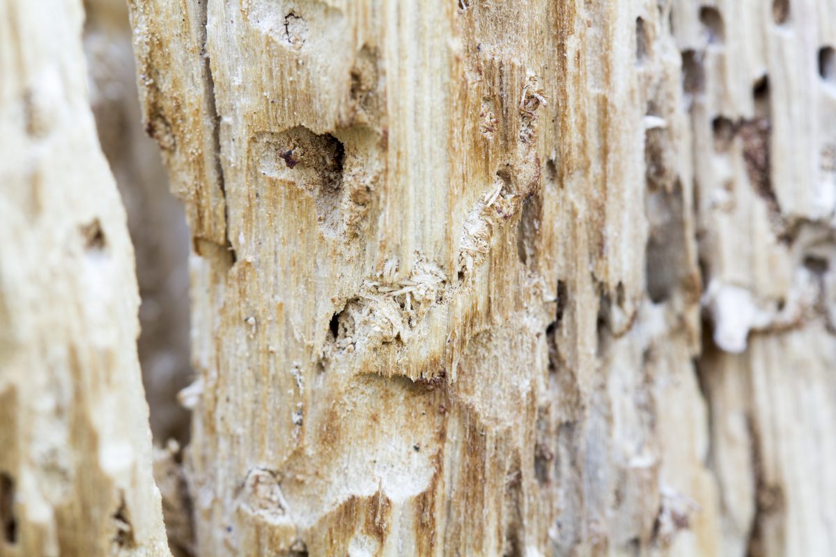 Wood showing holes and surface damage